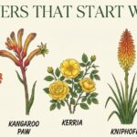 Flowers That Start With K