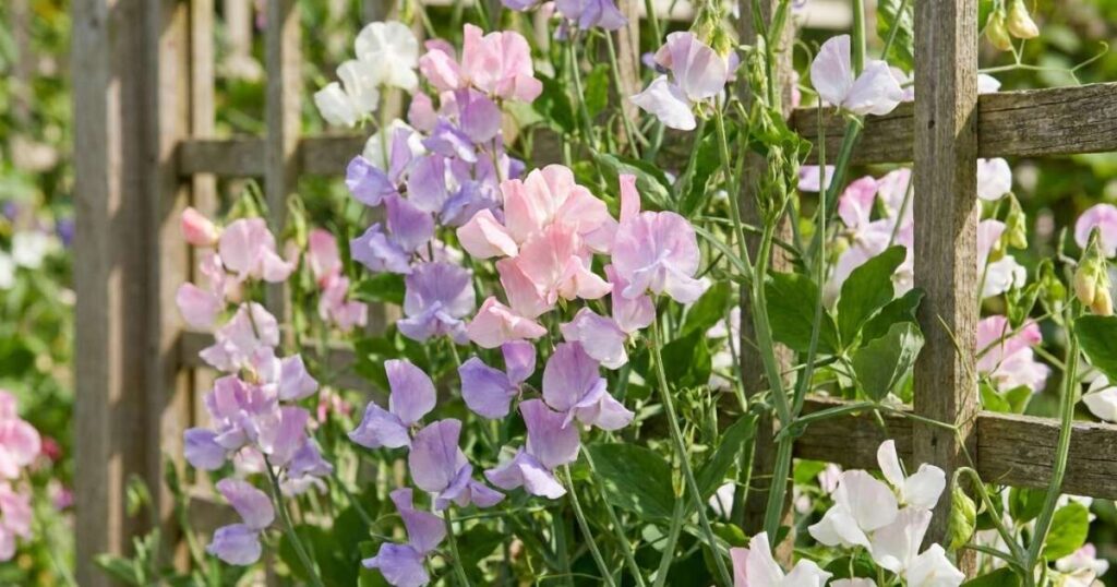 Sweet Pea