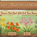 Flowers That Start With N