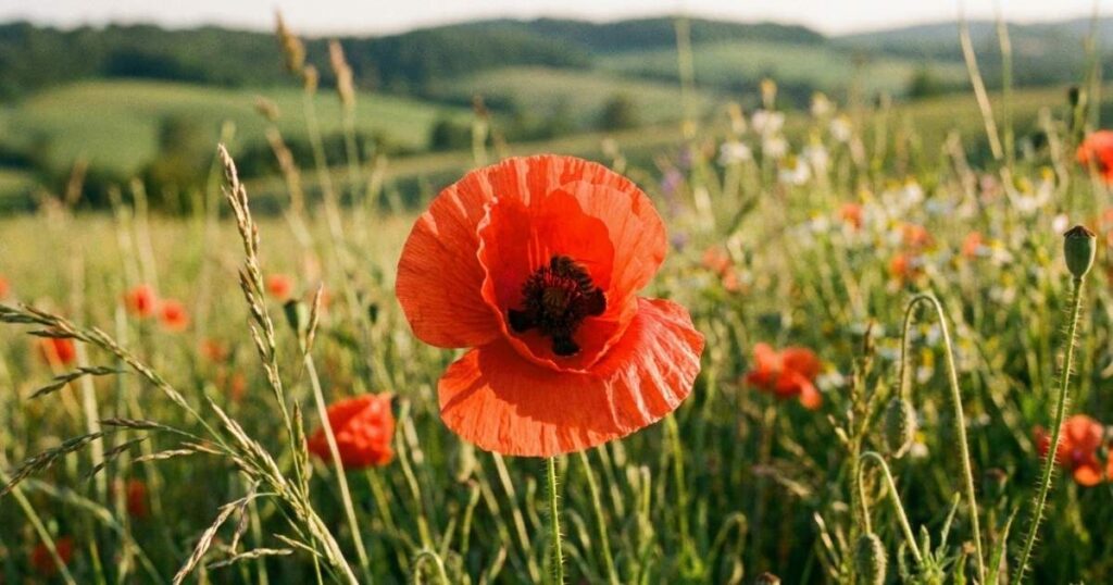 Poppy
