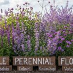 Purple Perennial Flowers